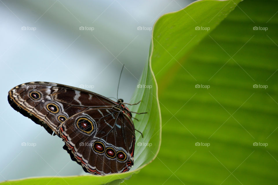 Butterfly in sanctuary