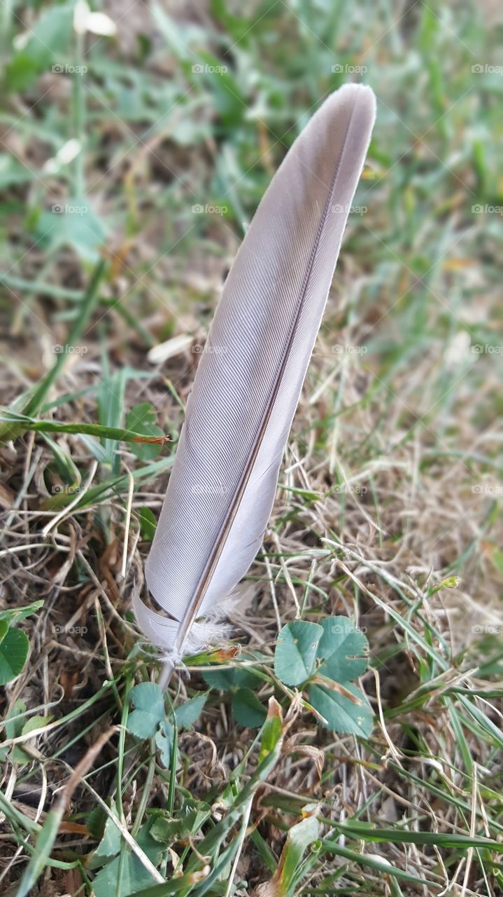 Feather in Grass