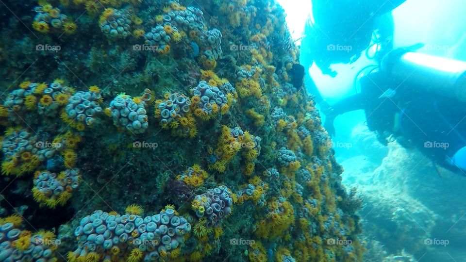 Coral reef. Scuba Diving at Ilha Grande - RJ - Brasil