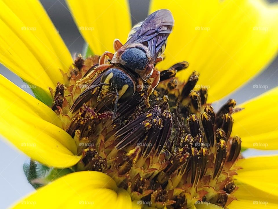Macro of subspecies Dianthidium curvatum sayi - Curved Pebble Bee. Also known as a Texas Resin bee. These bees make their nest out of pebbles glue together by plant resin.