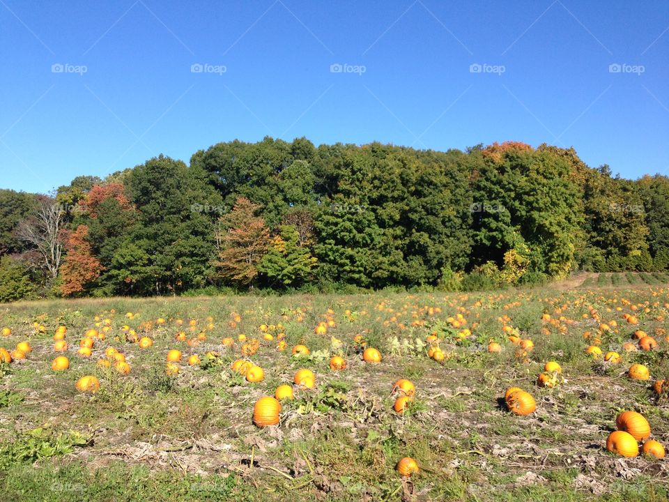 Pumpkin patch 