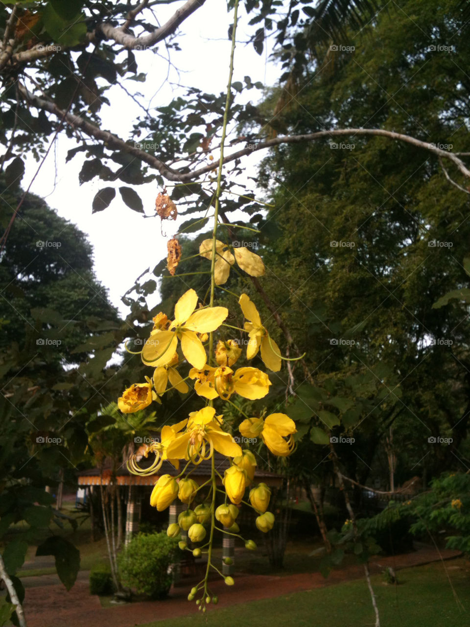 yellow flower beautiful brunei by onerazz786