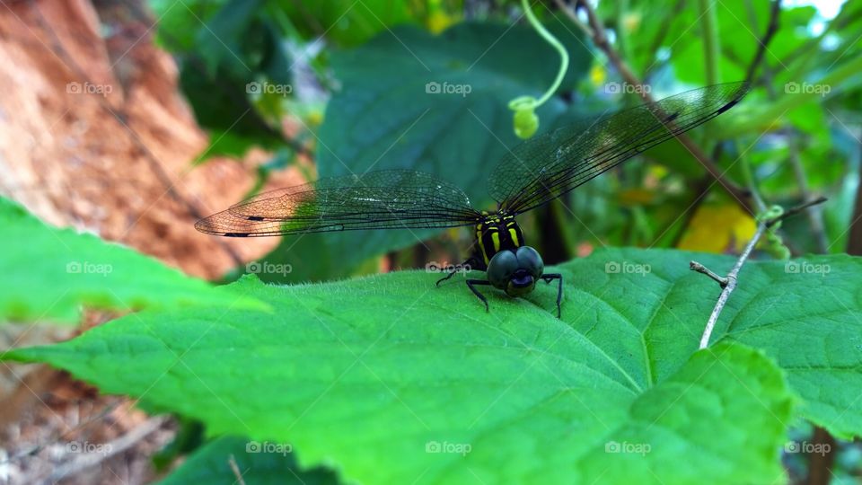A Dragonfly on the Green Leaf