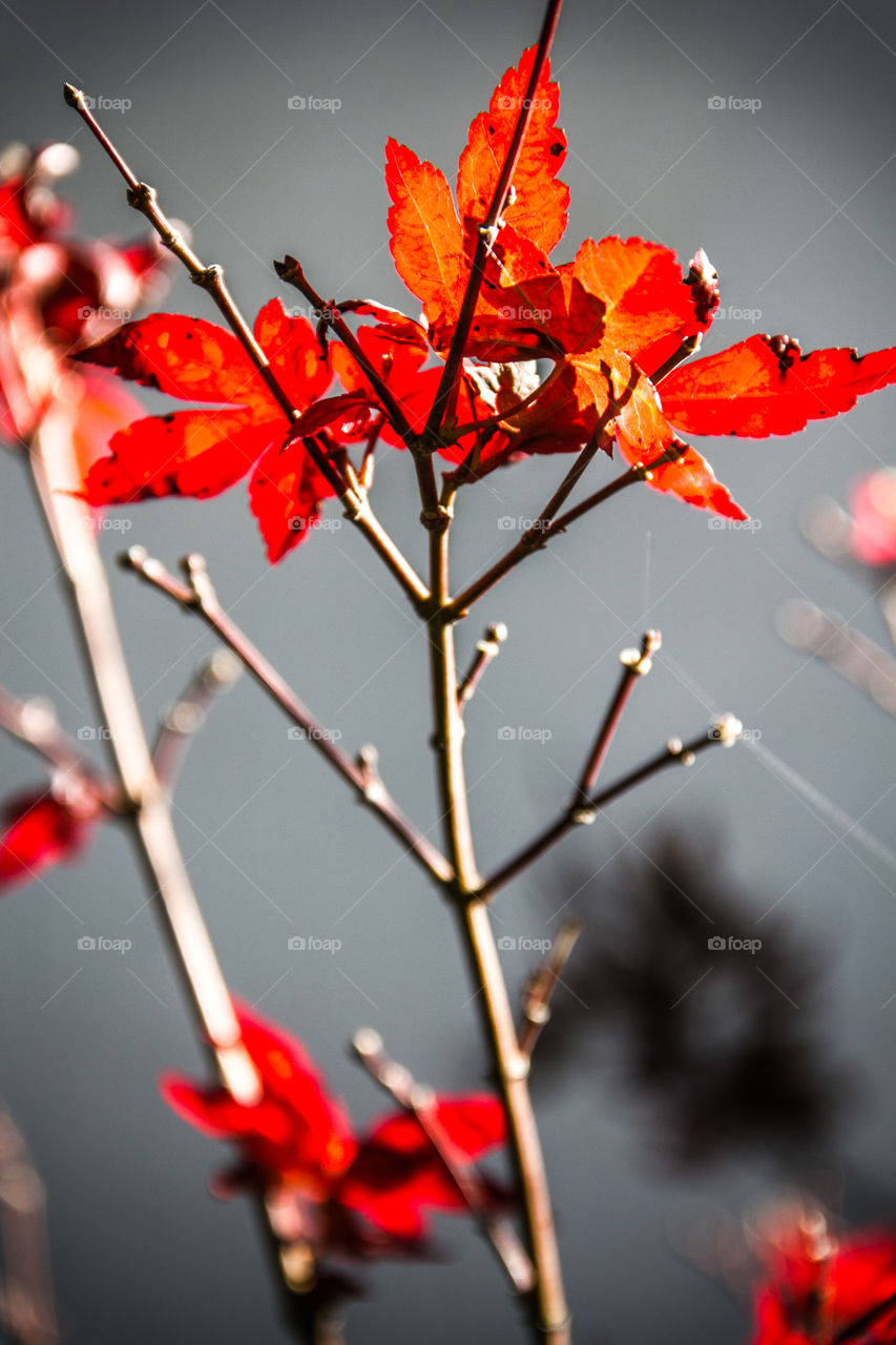 Red leaves shine in the sunlight.
