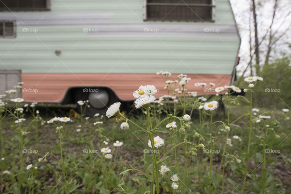 Daisies and a vintage trailer.