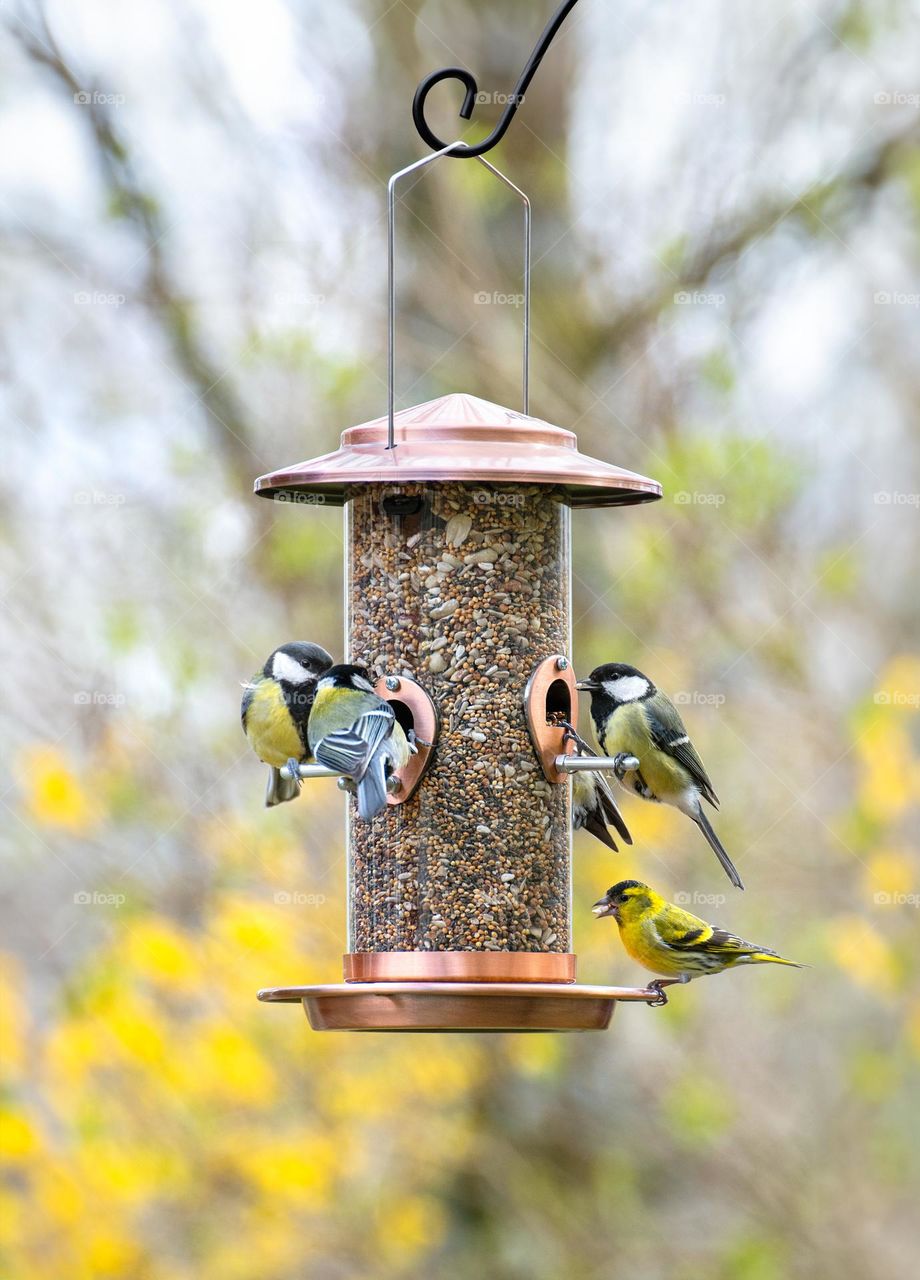 Birds at bird feeder