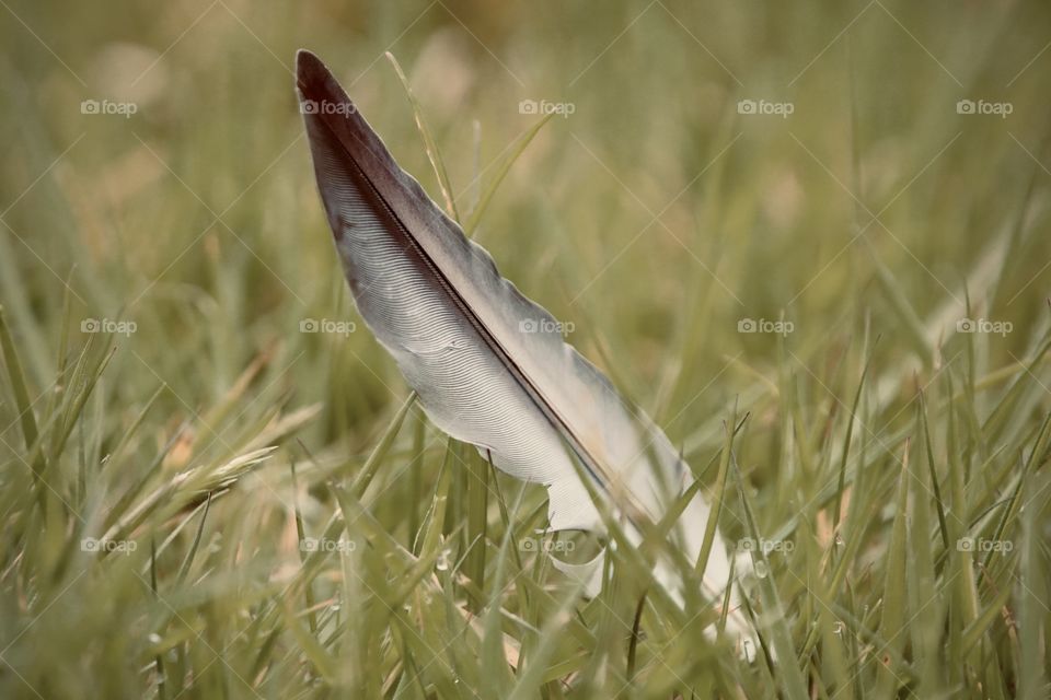 Feather 