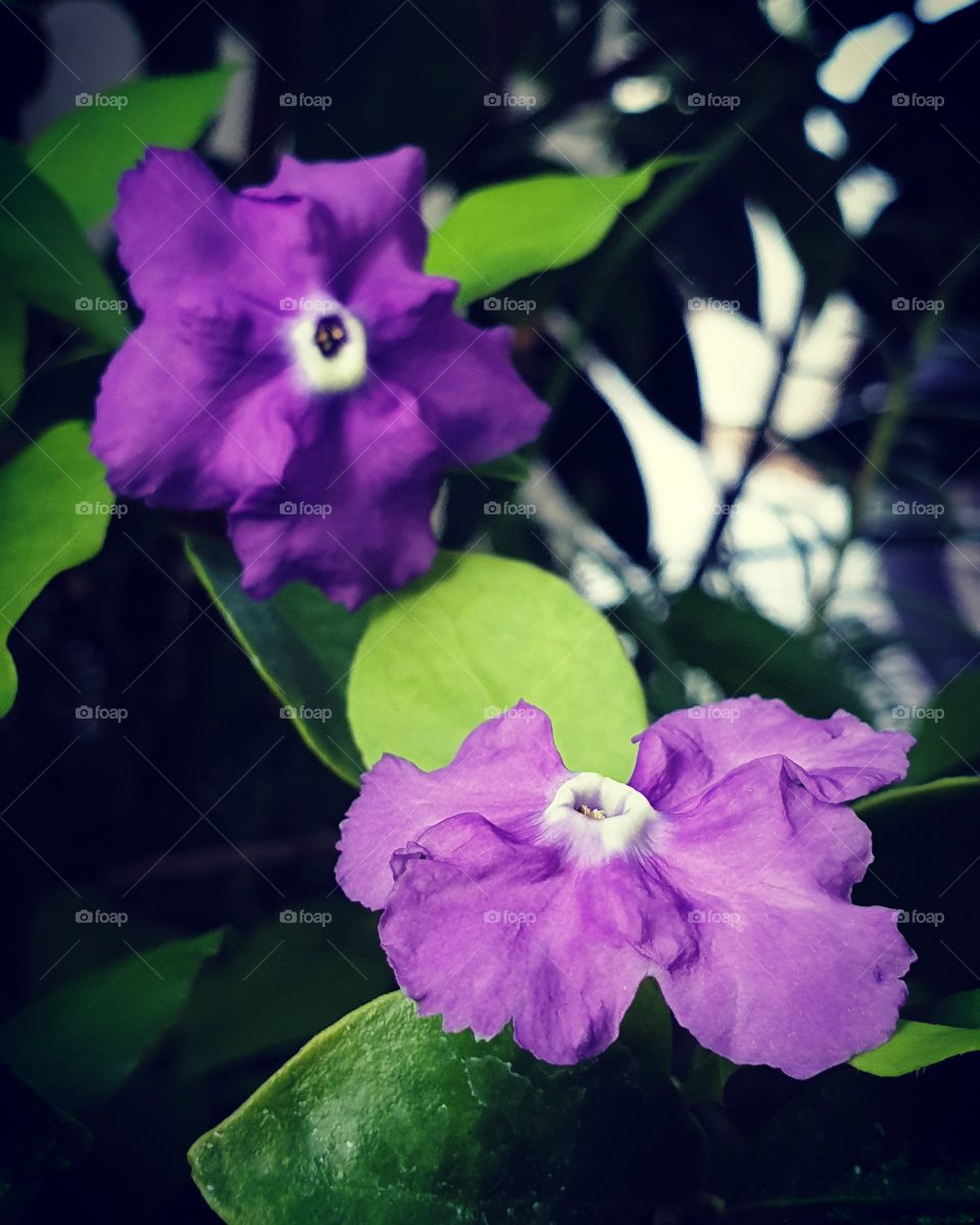 beautiful violet flower