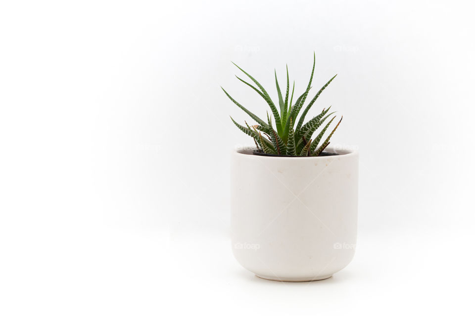 White and green - small succulent in a white pot on a white background