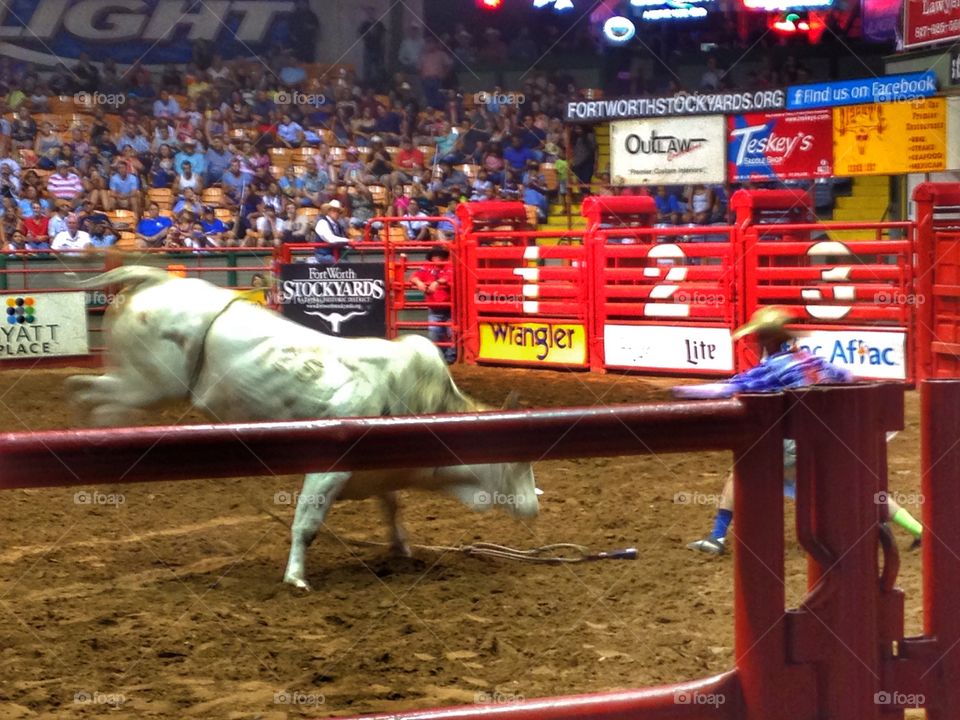 Don't come any closer. Rodeo clown distracting the bull at a rodeo