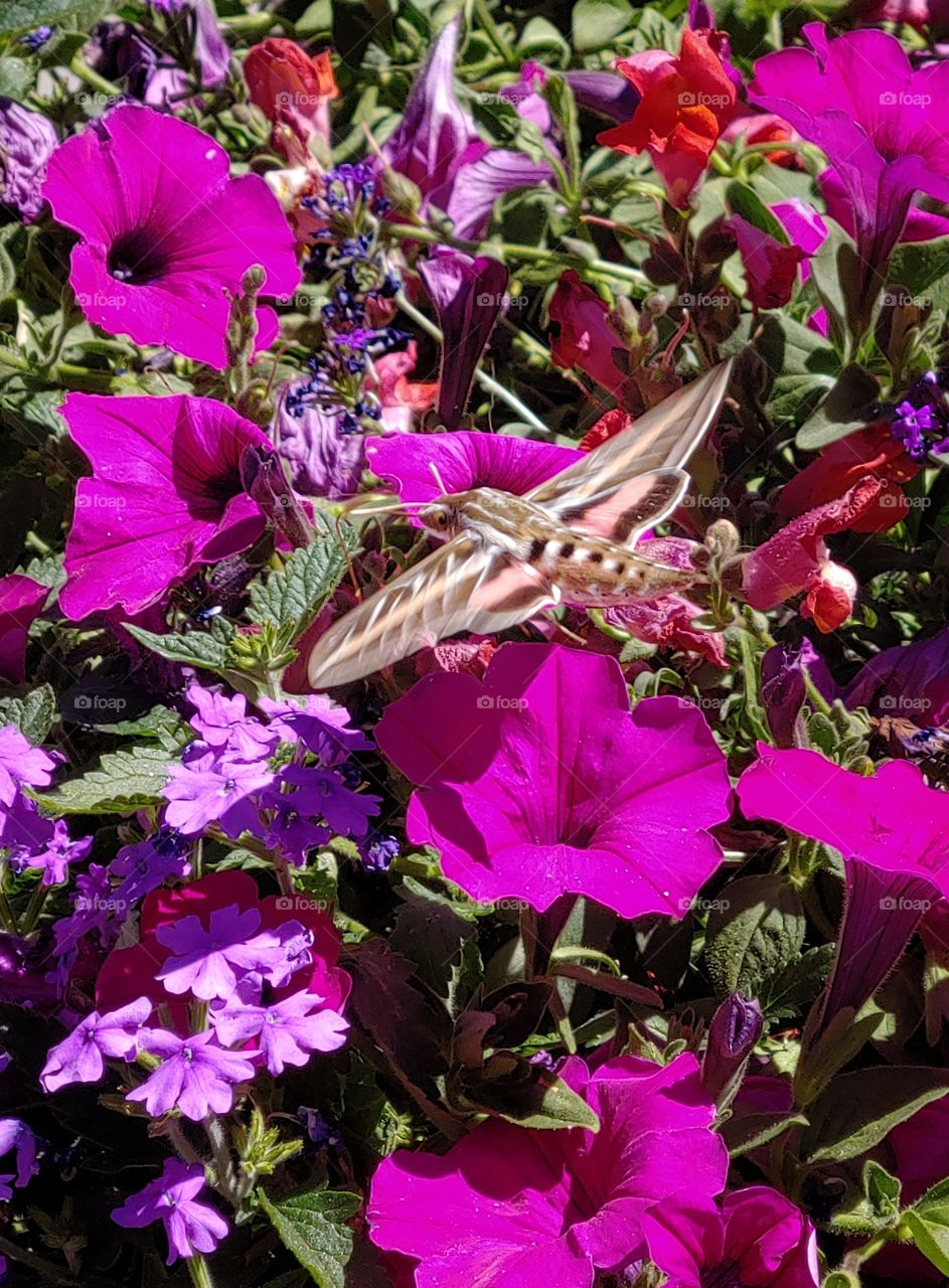 Against a backdrop of colorful flowers, a Sphinx moth gathers her nectar.