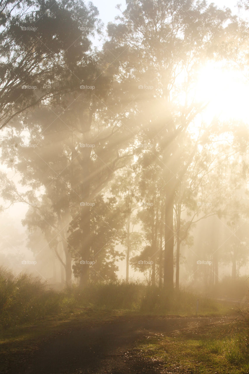 Sunlight through trees and fog