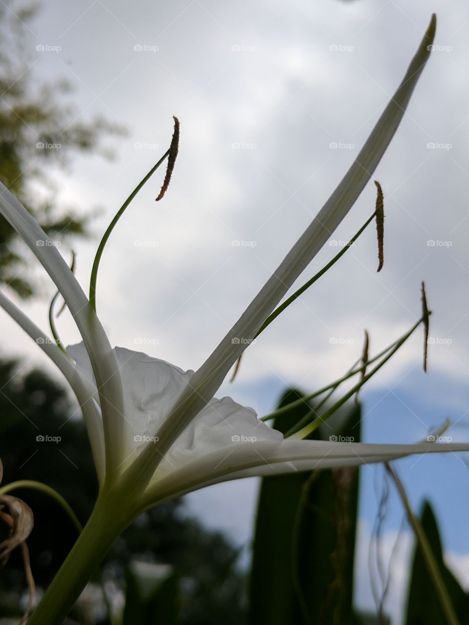 beautiful exotic amaryllis