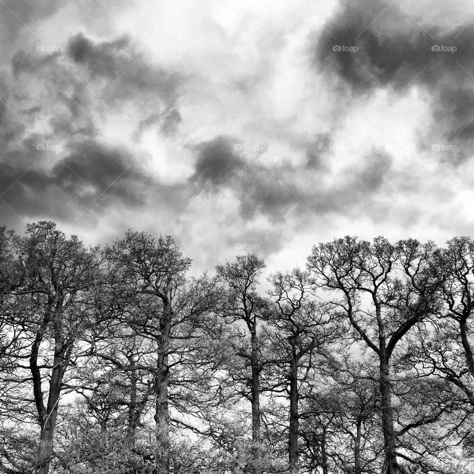 Trees standing tall under stormy skies 