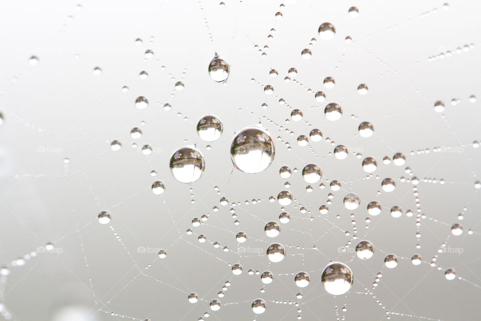 Close-up of wet spider-web