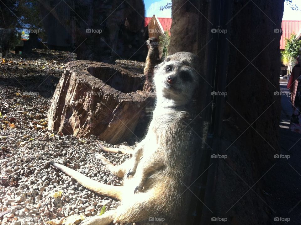 Meerkat at Knoxville Zoo. A meerkat just chillin'.