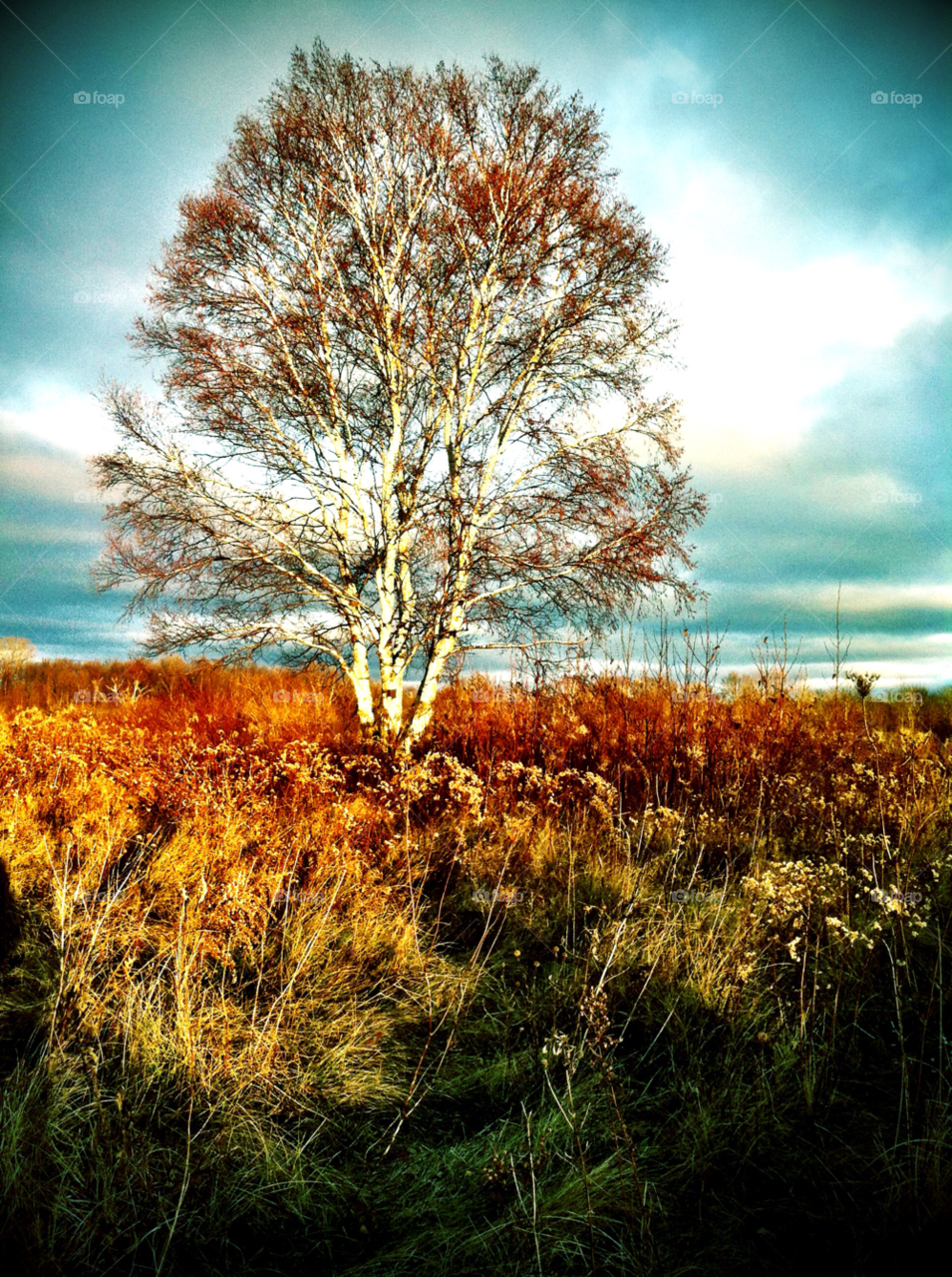 pretty tree birch franklin wi by doug414