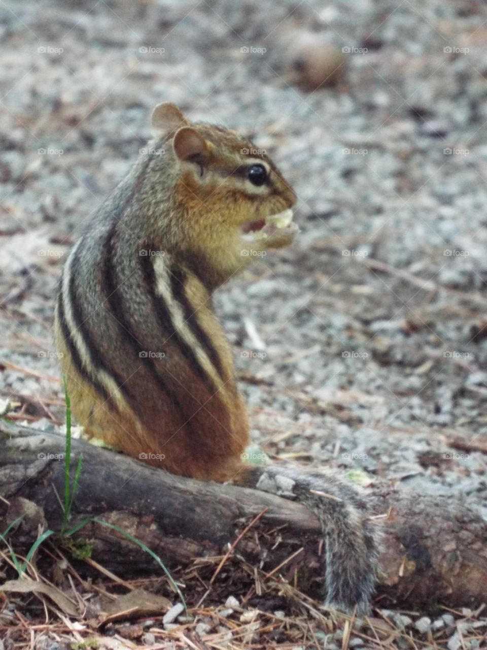 Close-up of chipmunk
