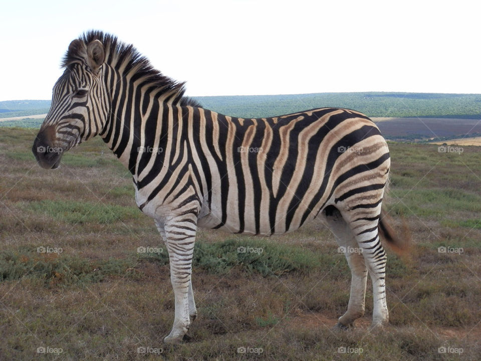 Zebra