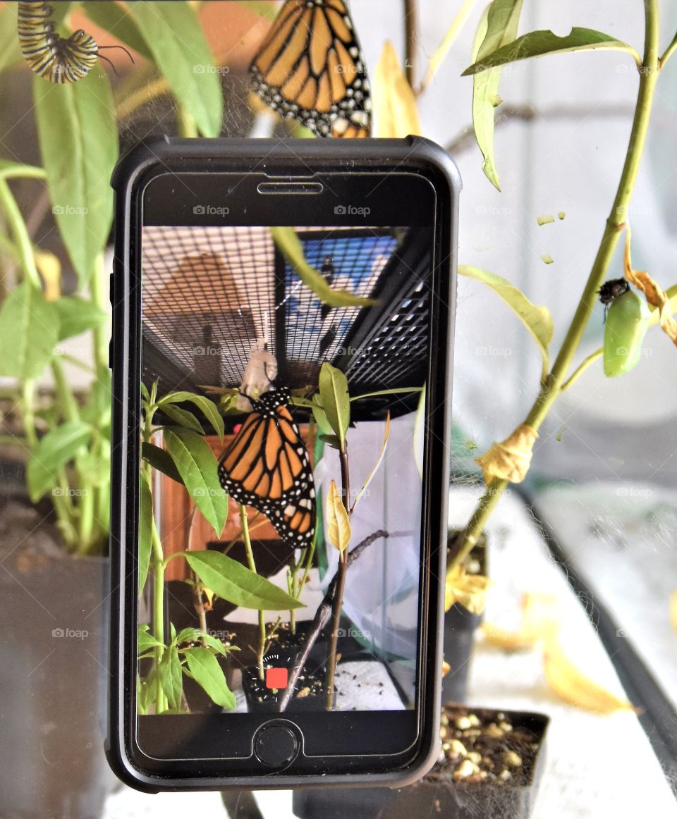 Cellphone electronics taking a video of butterflies 