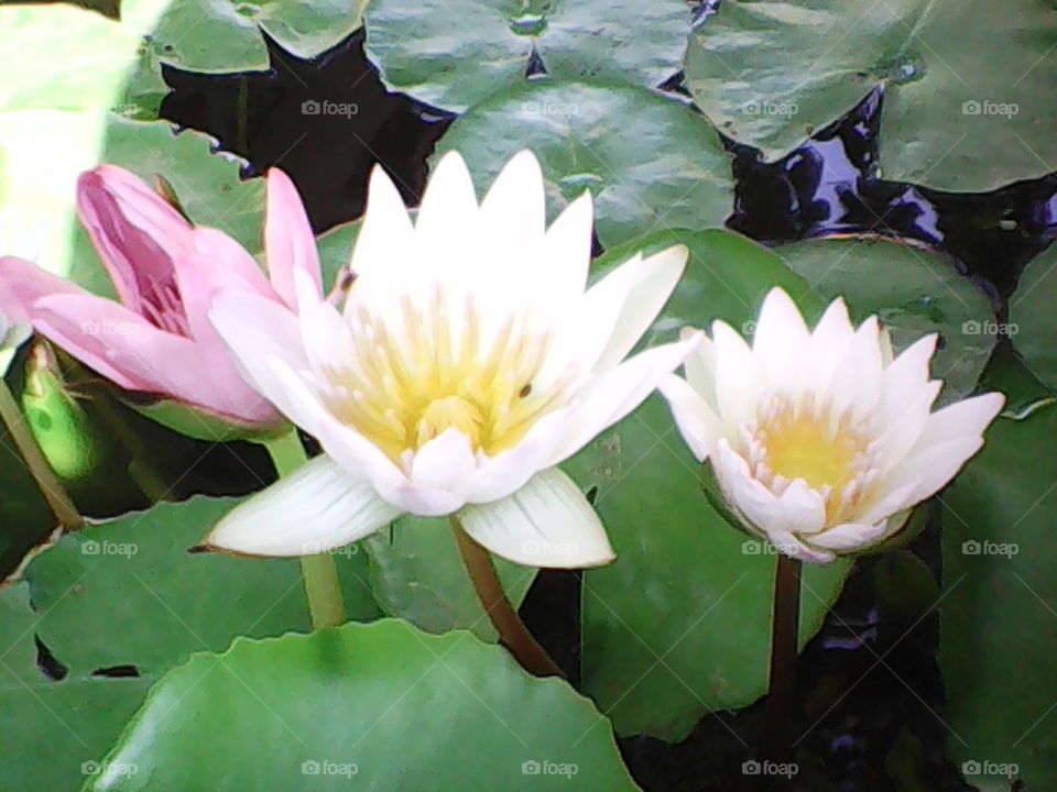 lotus the Thailand.