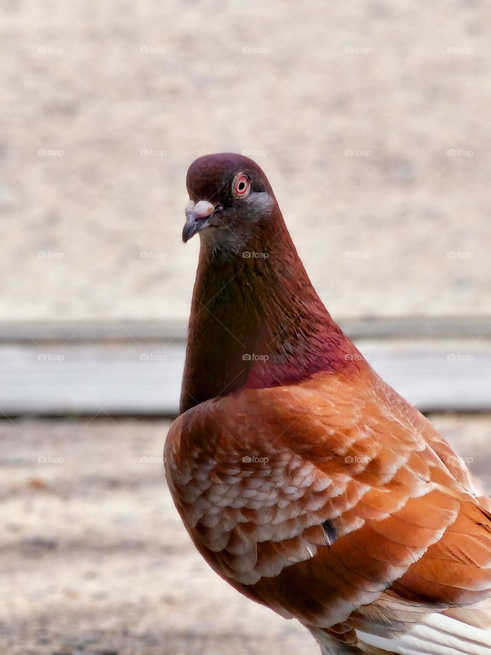 Brown homing pigeon at the Hong Kong Victoria Park