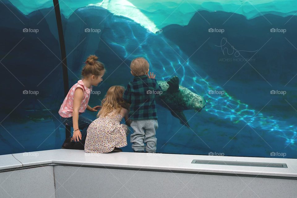 Kids playing with seals at zoo aquarium 