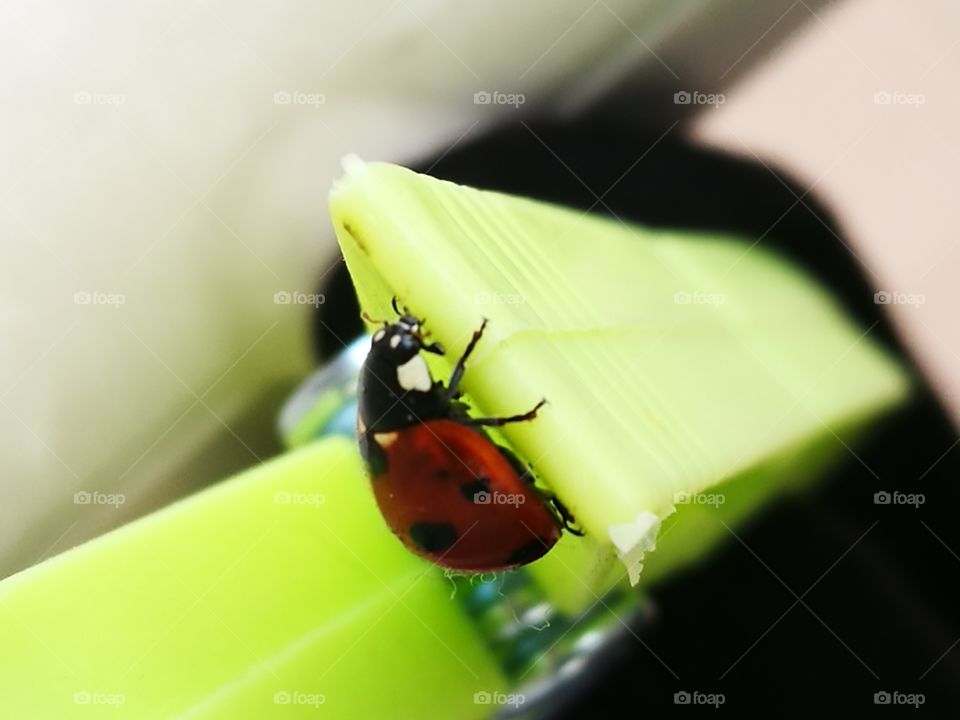 Coccinella