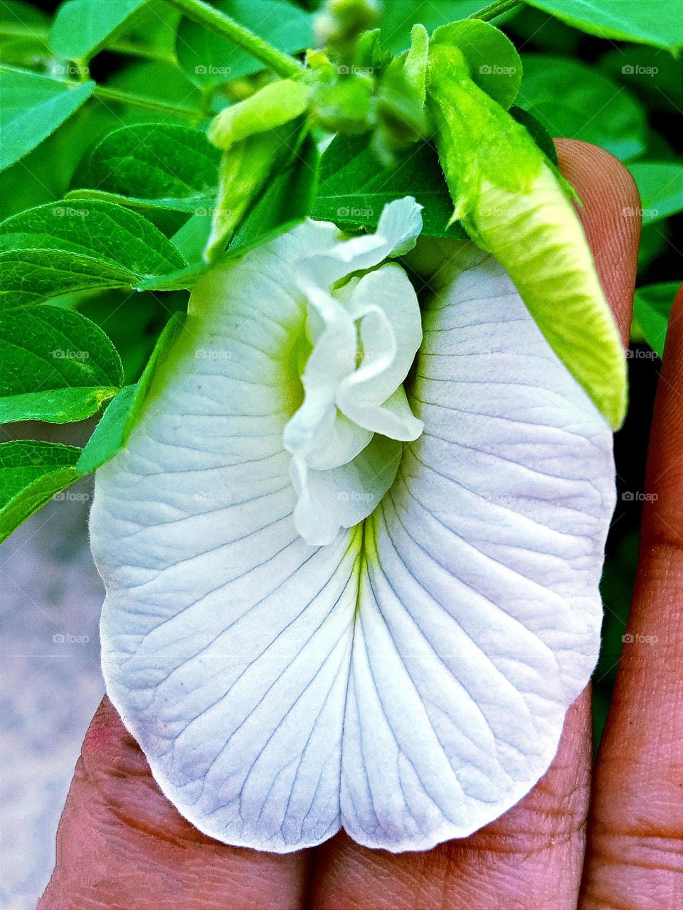 beautiful white ⚪bougainvillea close view pic