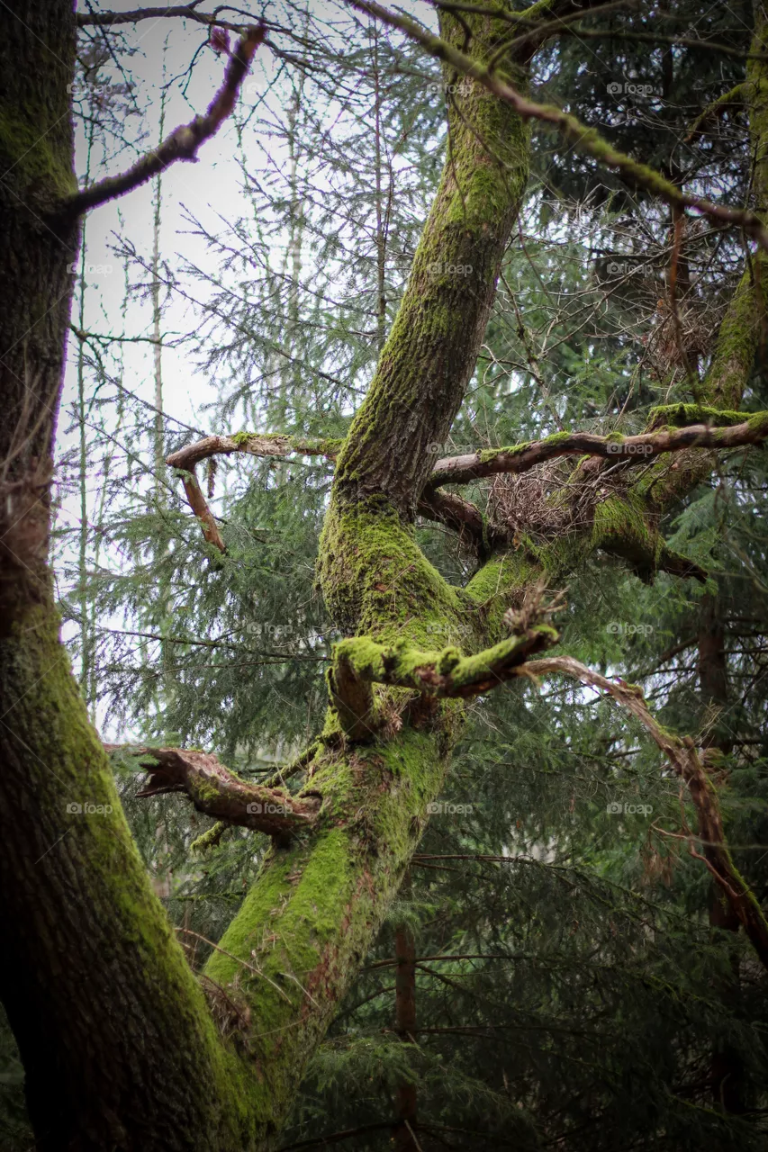 Natur