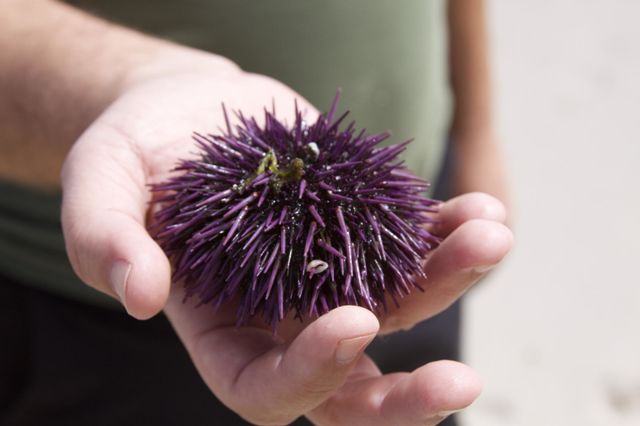 Sea Urchin