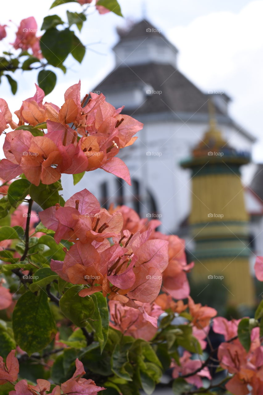 flower and the old building