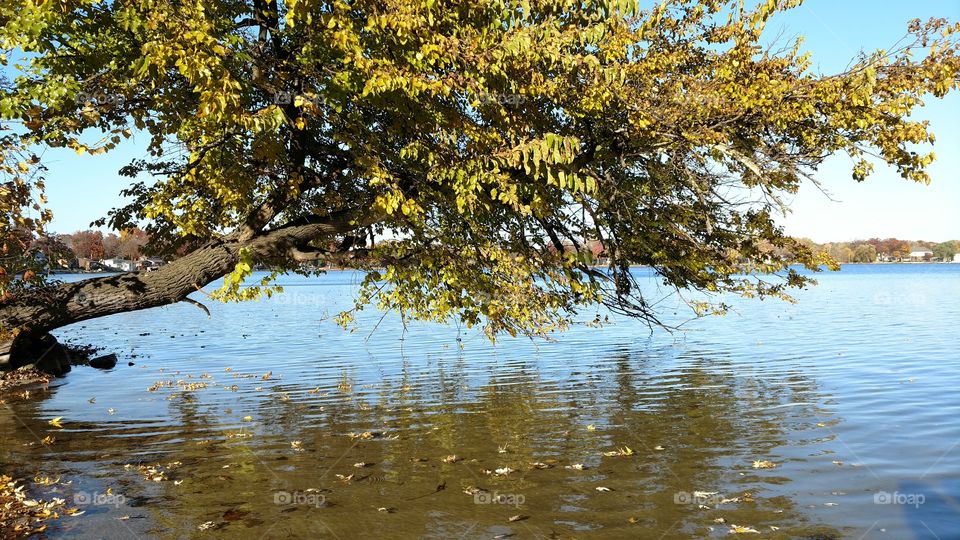 Lake and tree scenery
