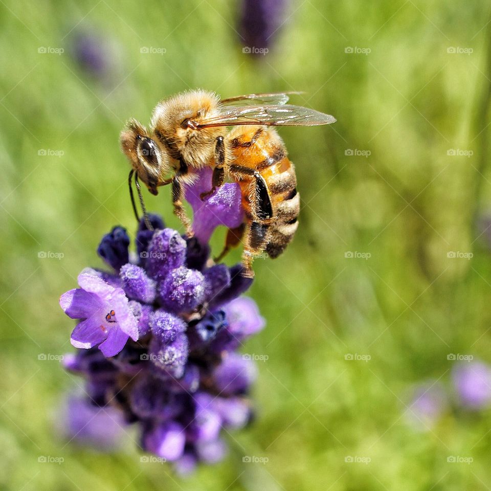 Bee at work