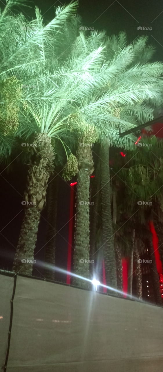 beautiful behind the circus circus