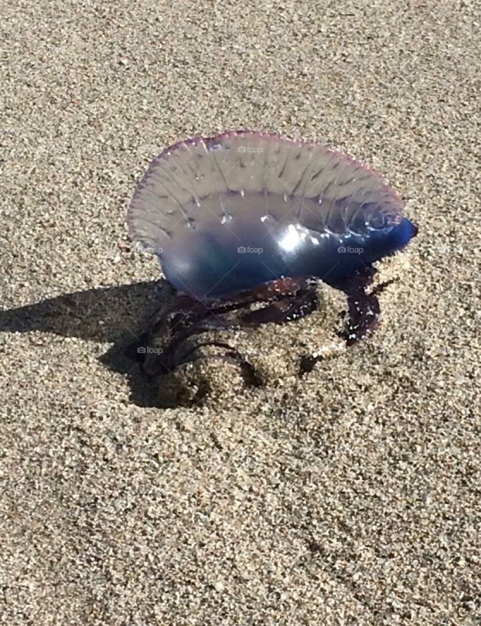 Beautiful Rare photo of a Man 0’ War Jellyfish on the shore of Hollywood beach, FL.
