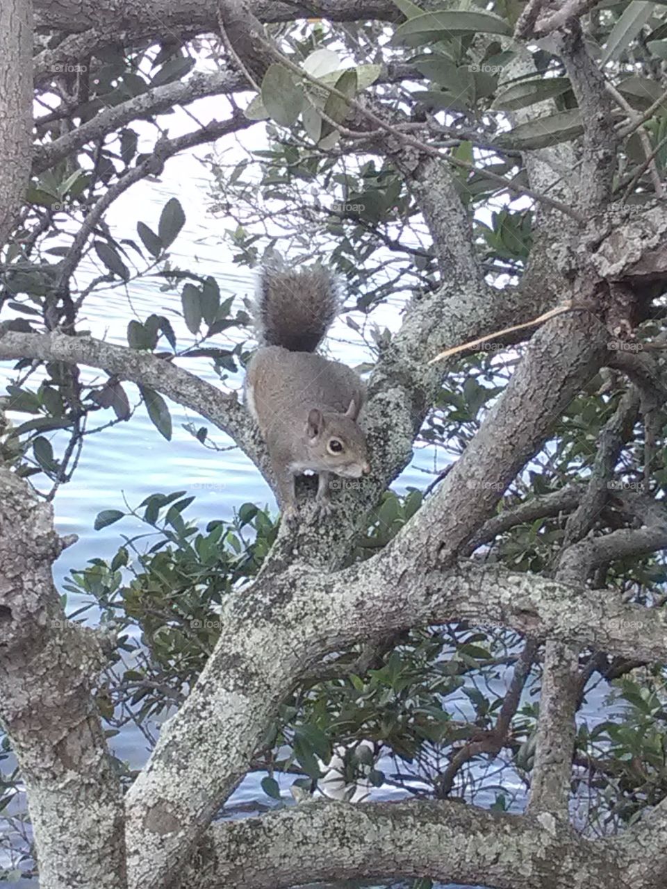 Squirrel  at Ballast Point Park in Tampa FL