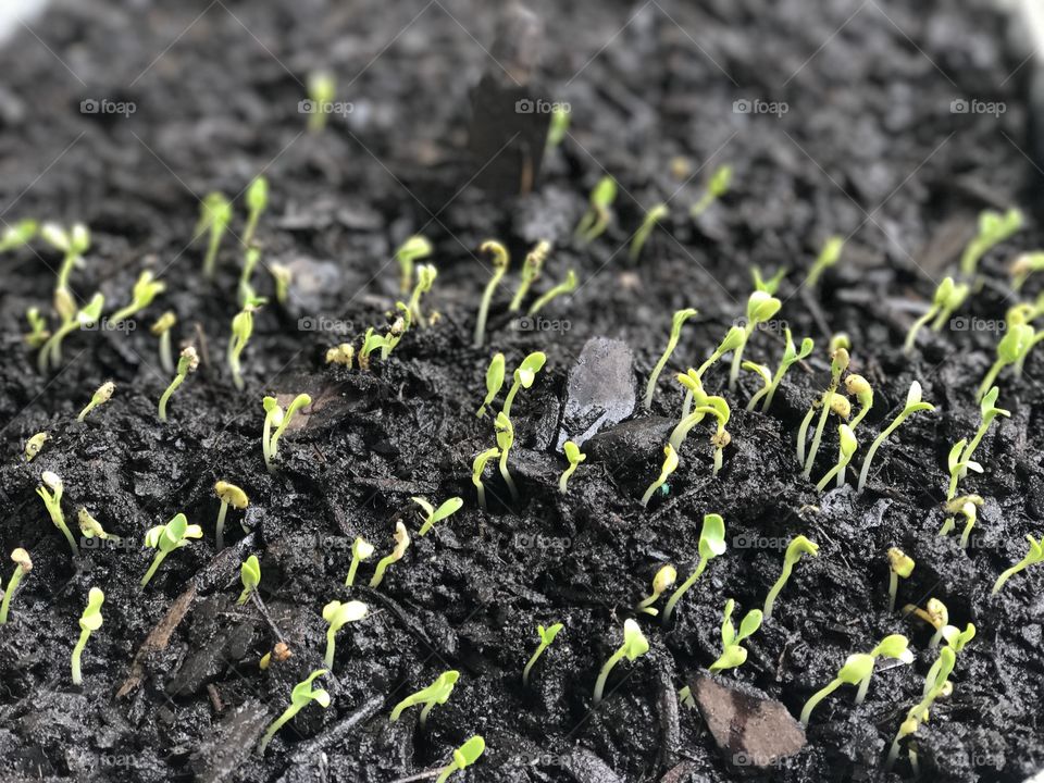 Growing cilantro 