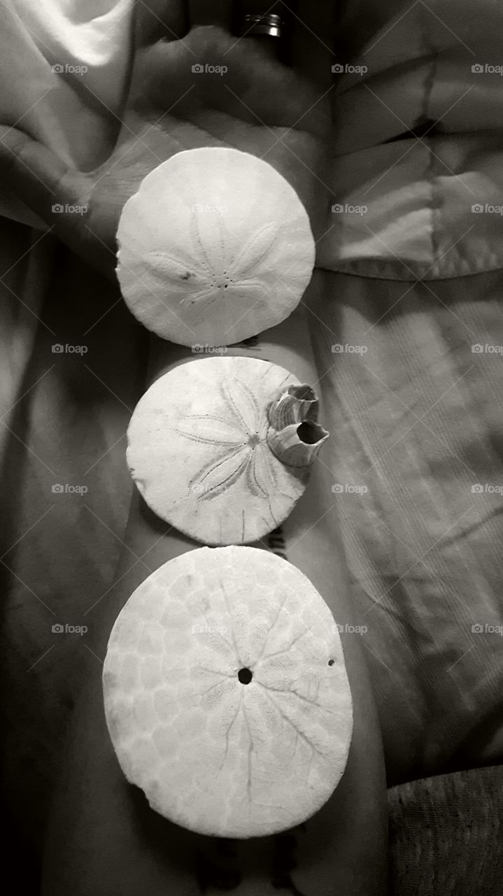 Sand dollars. Picked up in San Francisco