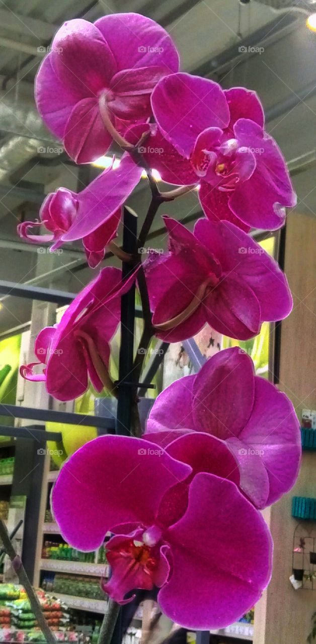 орхидеи