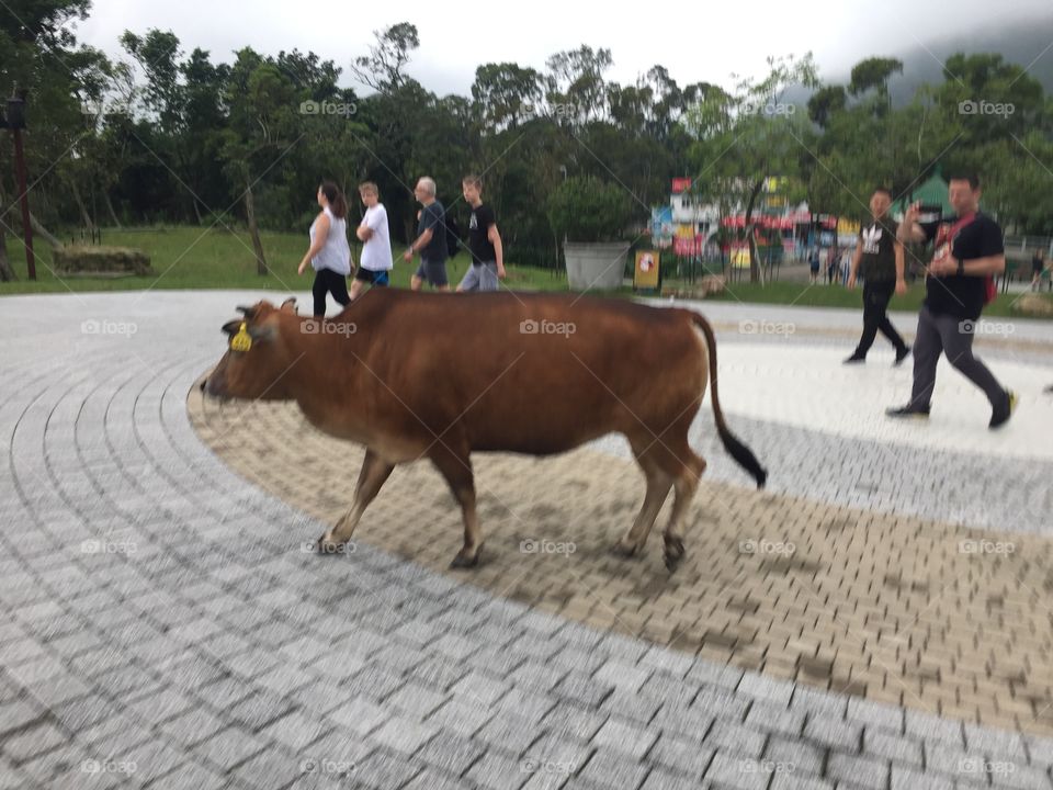 A Cow in Harmony with people and Nature in Ngong Ping Village, Lantau Island Hong Kong. Chelsea Merkley Photography 2019. 