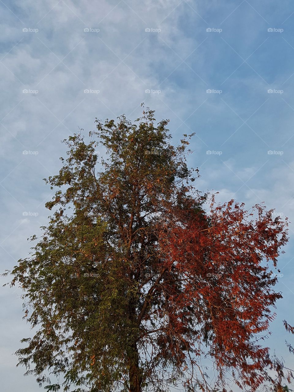 green and red two tones colors of leaves on a tree on a clear blue sky during automn