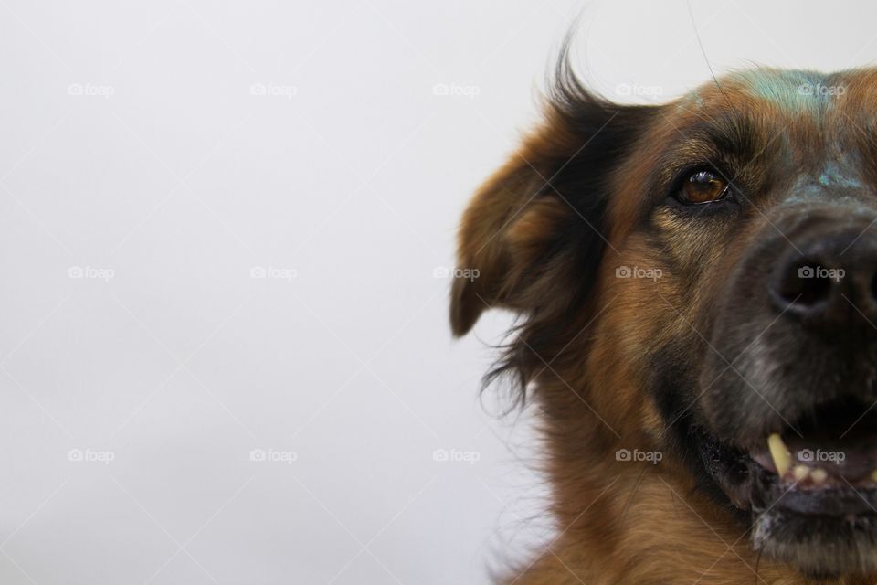 Headshot of a dog