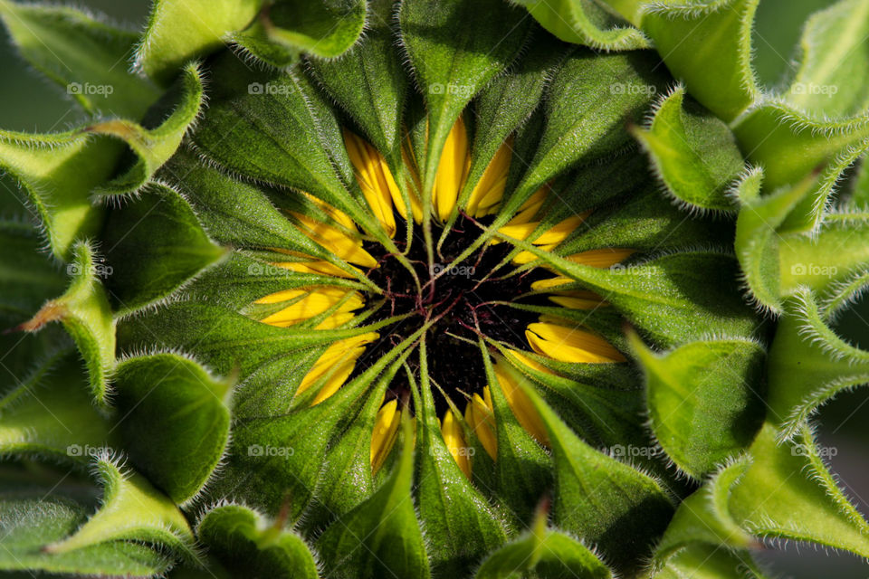 Sunflower in the garden 
