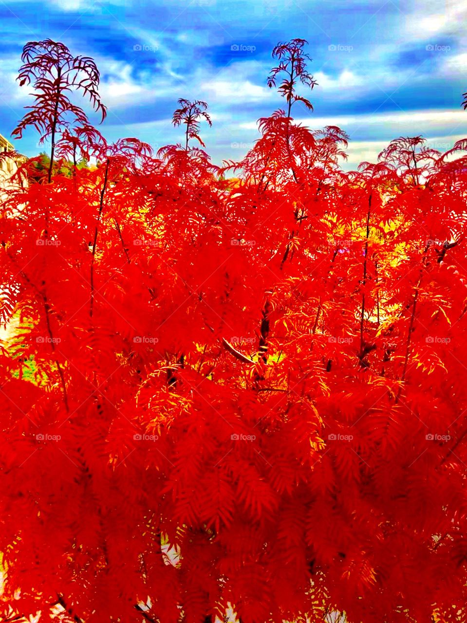 Bright, blue sky and colourful leaves add to the drama of autumn 