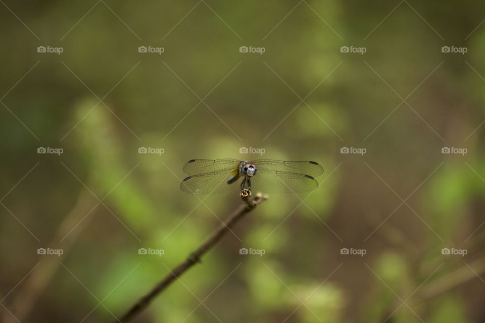 Close-up of a dragonfly