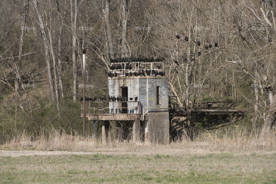 A Committee of Vultures on an Abandoned Buildong