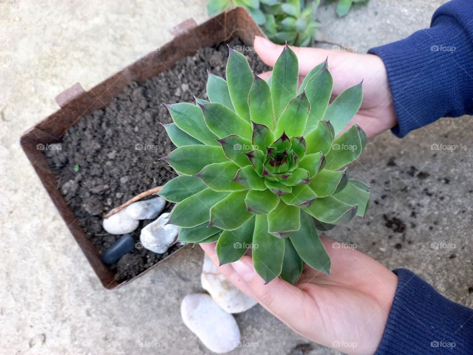 planting a succulent plant.