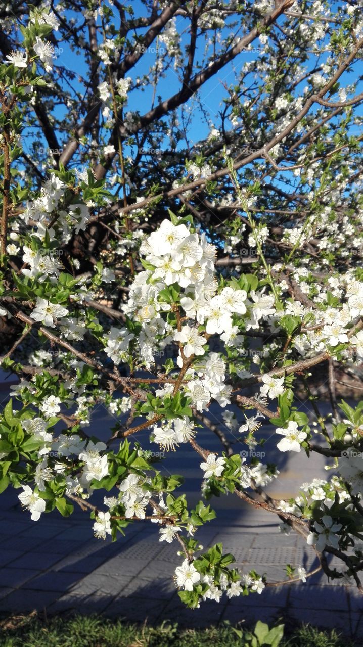 Plum tree, plum blossom
