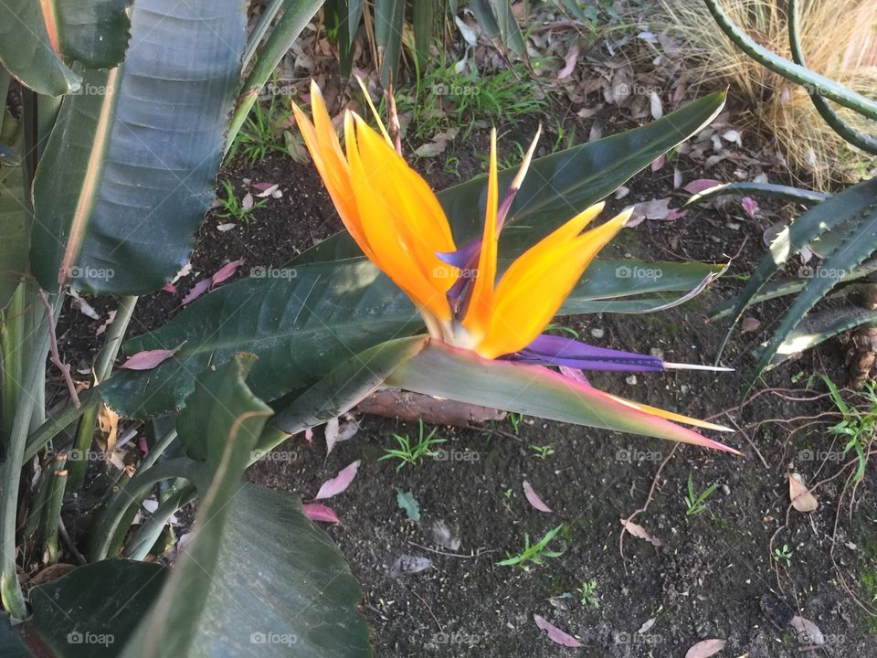 Bird of paradise flower